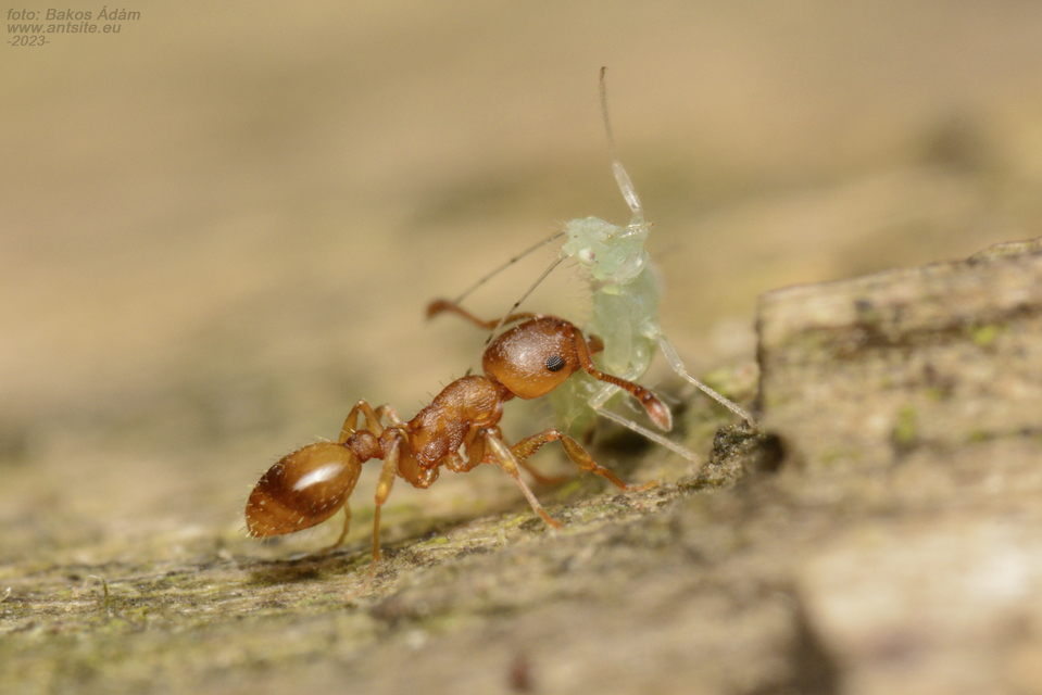 Temnothorax crassispinus - gubacslakó kéreghangya