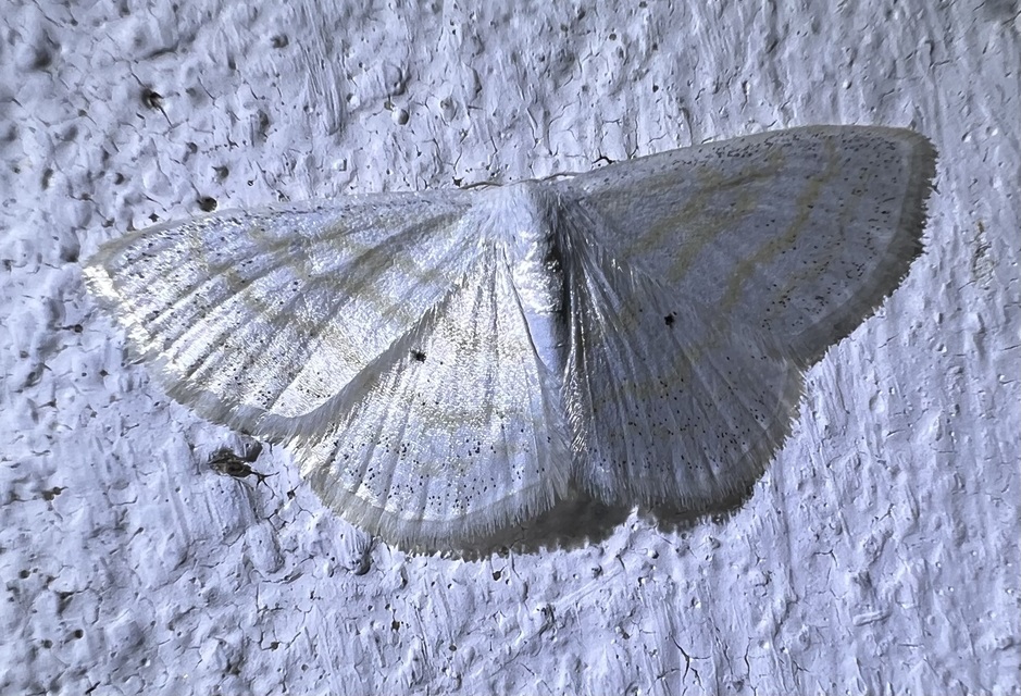 mocsári fehéraraszoló - Scopula caricaria