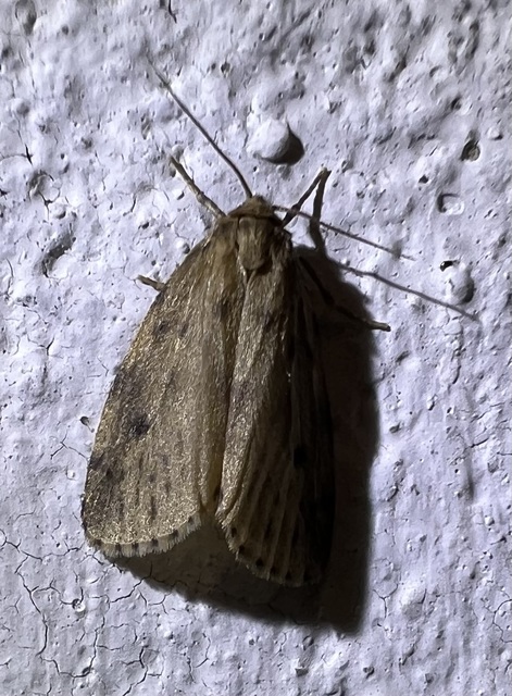 Thumata senex - mocsári medvelepke