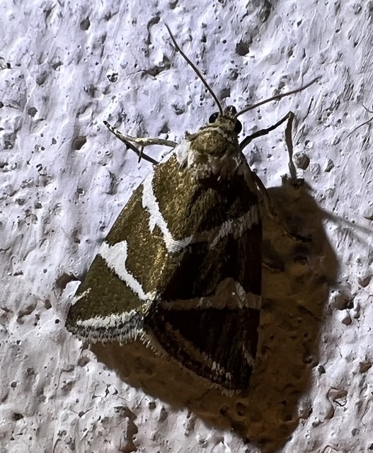 ezüstös apróbagoly - Deltote bankiana