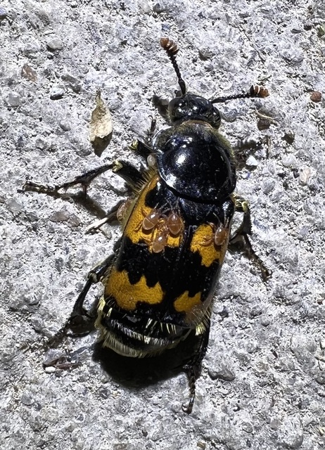 Nicrophorus vespillo - közönséges temetőbogár