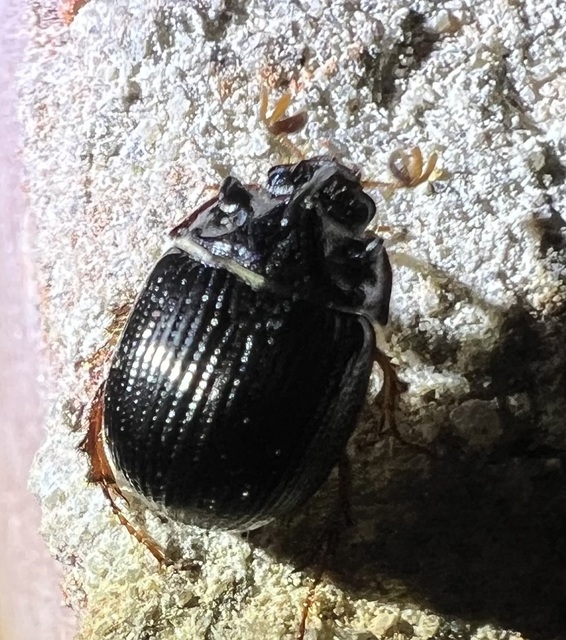 Odonteus armiger - mozgószarvú álganéjtúró