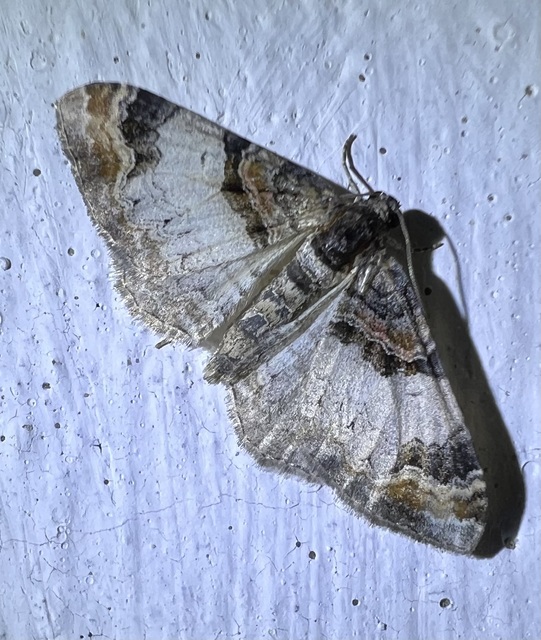 csuklyás tarkaaraszoló - Catarhoe cuculata