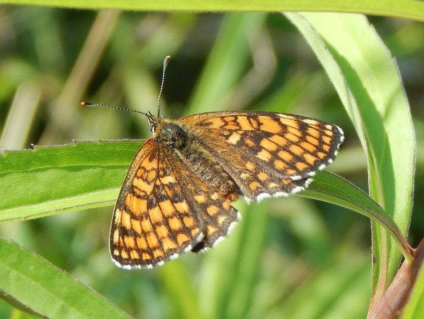 Melitaea athalia - közönséges tarkalepke