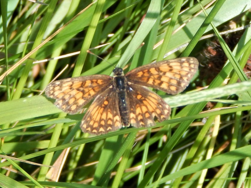 Melitaea athalia - közönséges tarkalepke