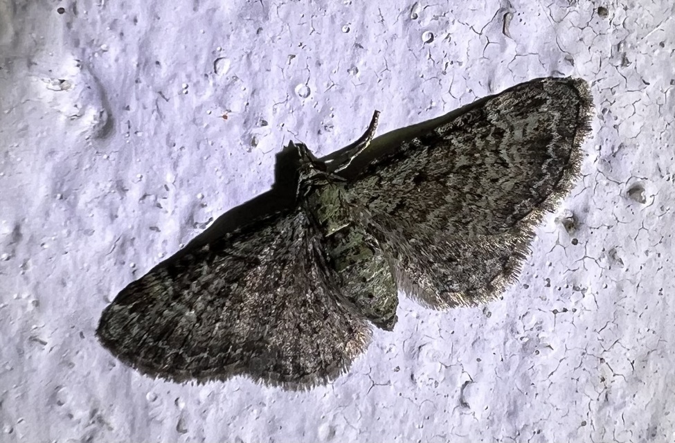 Pasiphila rectangulata - almavirág-araszoló