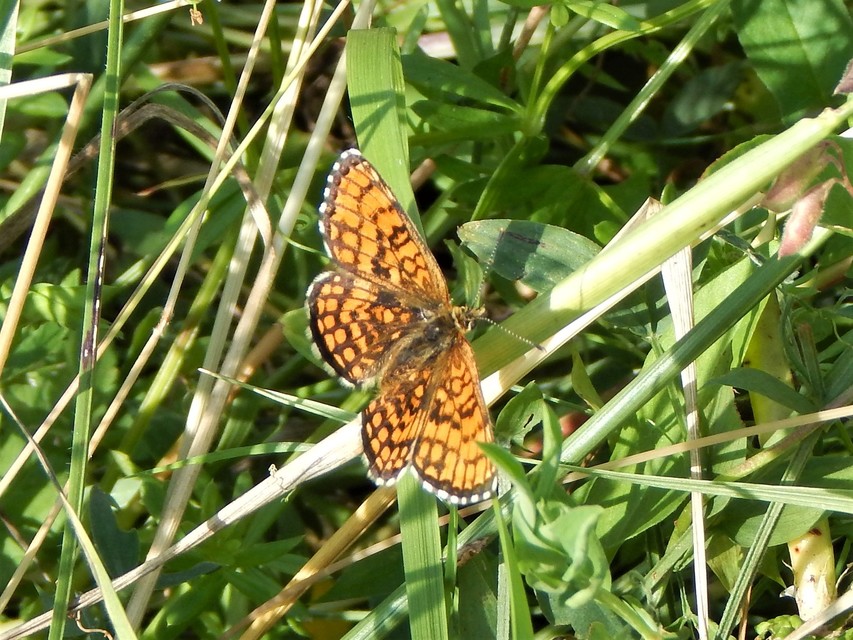 Melitaea athalia - közönséges tarkalepke