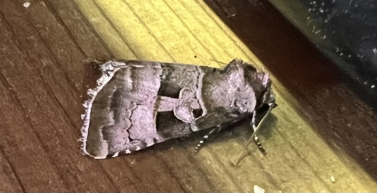 ametisztbagoly - Eucarta amethystina