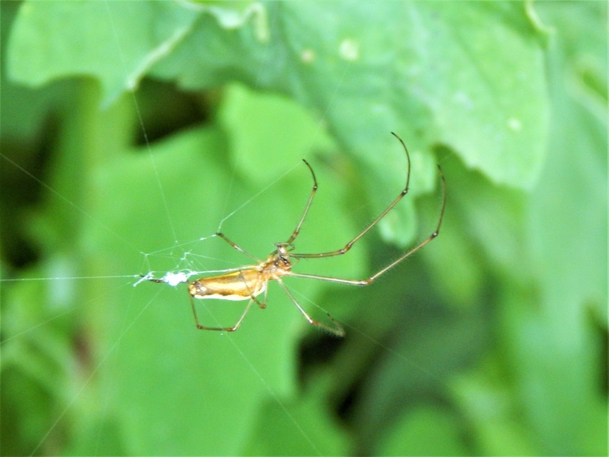 Araneae - Pókok
