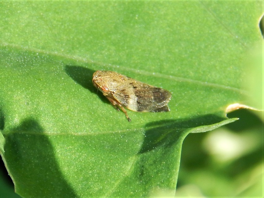 Auchenorrhyncha - Kabócák