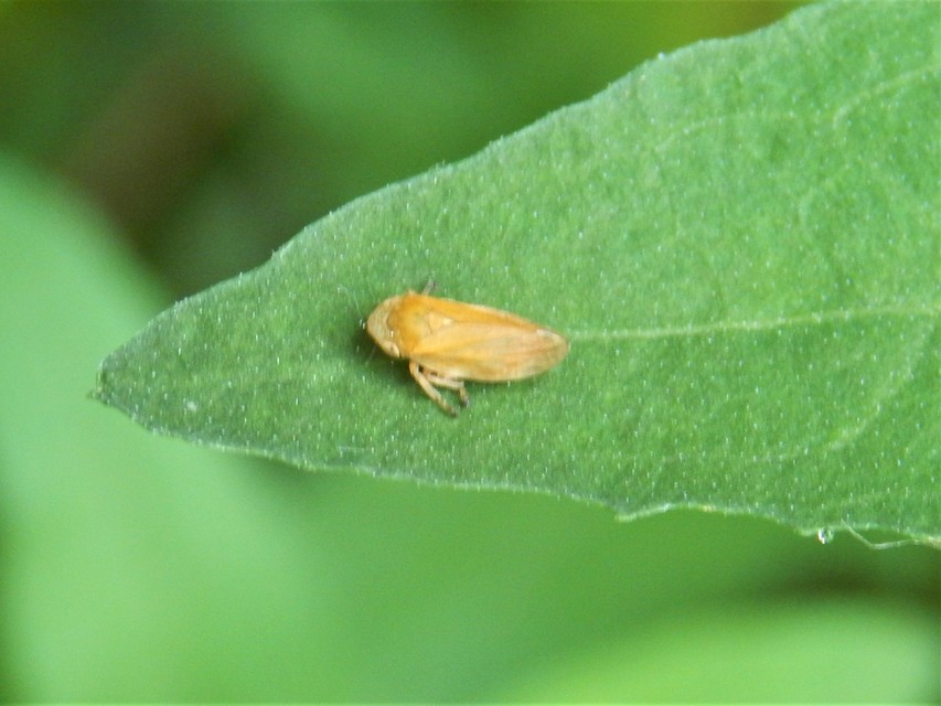 Auchenorrhyncha - Kabócák