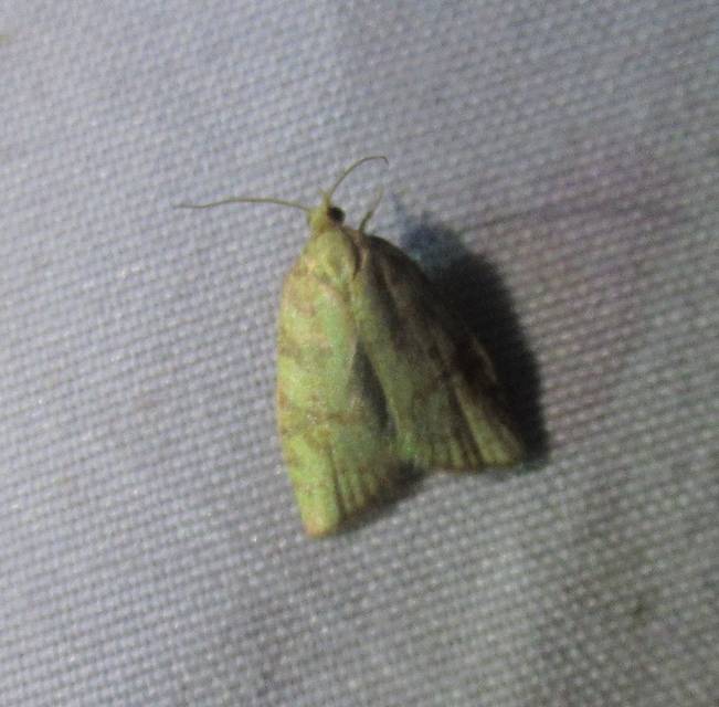 Aleimma loeflingiana - tölgylevél-sodrómoly Aleimma loeflingiana - tölgylevél-sodrómoly