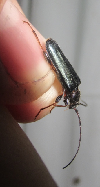Phymatodes testaceus - változékony korongcincér Phymatodes testaceus - változékony korongcincér