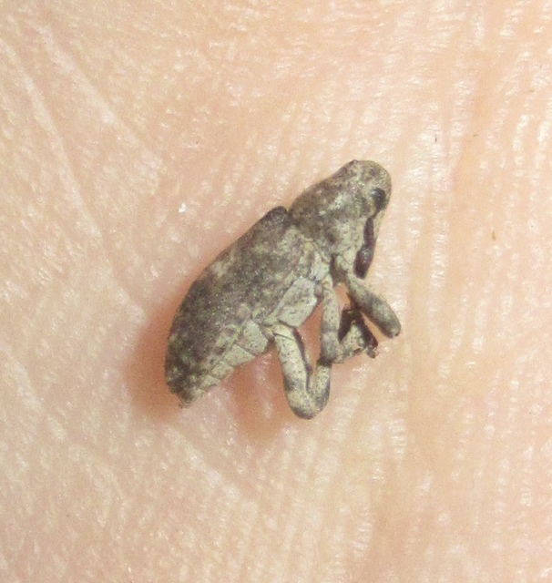 Gasterocercus depressirostris - laposorrú ormányos