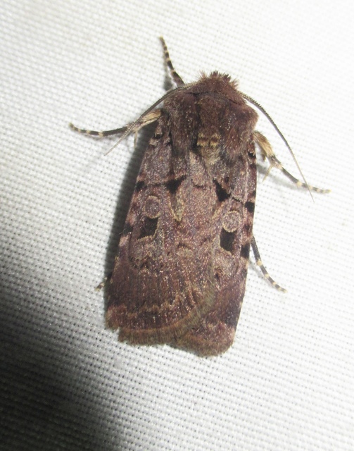 Chersotis rectangula - barna földibagoly