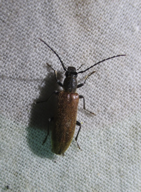 Sparedrus testaceus - szőrös álcincér