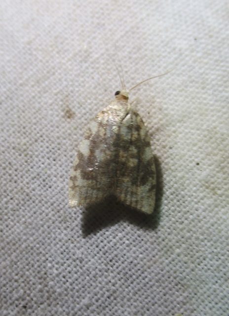 Aleimma loeflingiana - tölgylevél-sodrómoly Aleimma loeflingiana - tölgylevél-sodrómoly