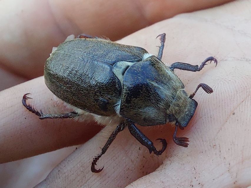 Anoxia pilosa - pusztai cserebogár