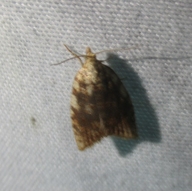 Aleimma loeflingiana - tölgylevél-sodrómoly Aleimma loeflingiana - tölgylevél-sodrómoly