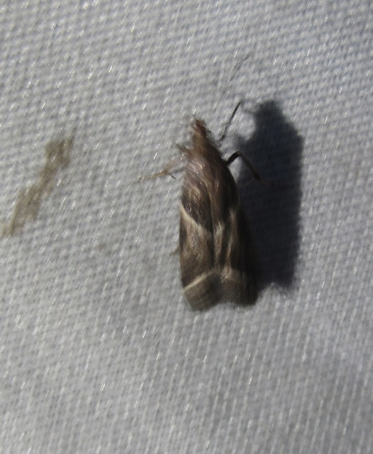 Nyctegretis lineana - agátszínű karcsúmoly