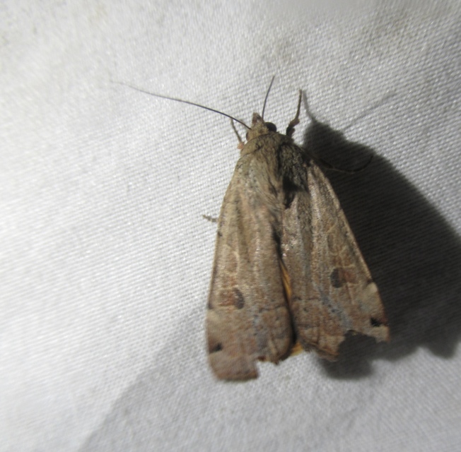 foltos sárgafűbagoly - Noctua orbona