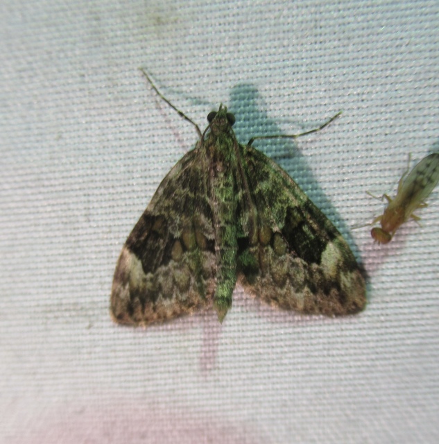 Thera variata/britannica