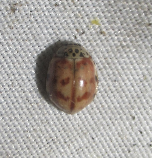Harmonia quadripunctata - négypettyes katica