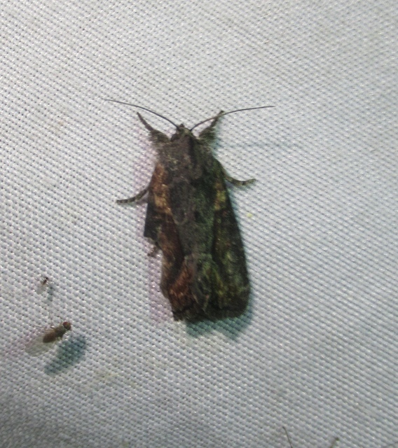 Bryophila raptricula/felina