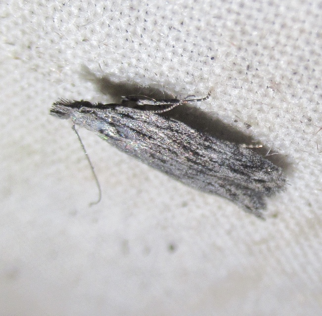 Anarsia innoxiella - csíkos sarlósmoly