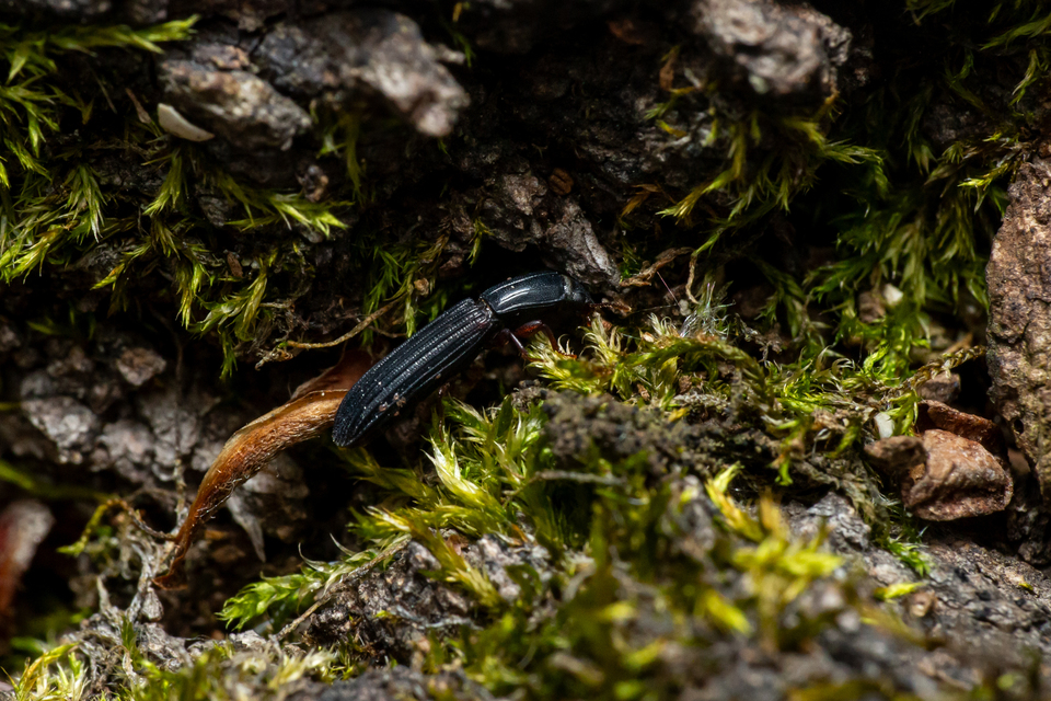 Colydium elongatum - ösztövér héjbogár