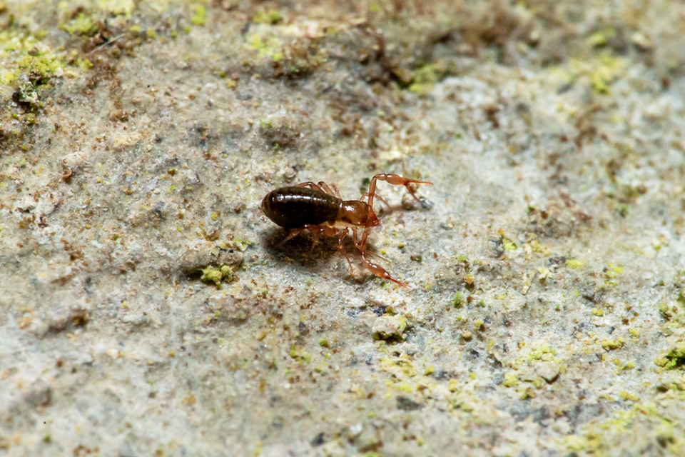 Pseudoscorpionida - Álskorpiók