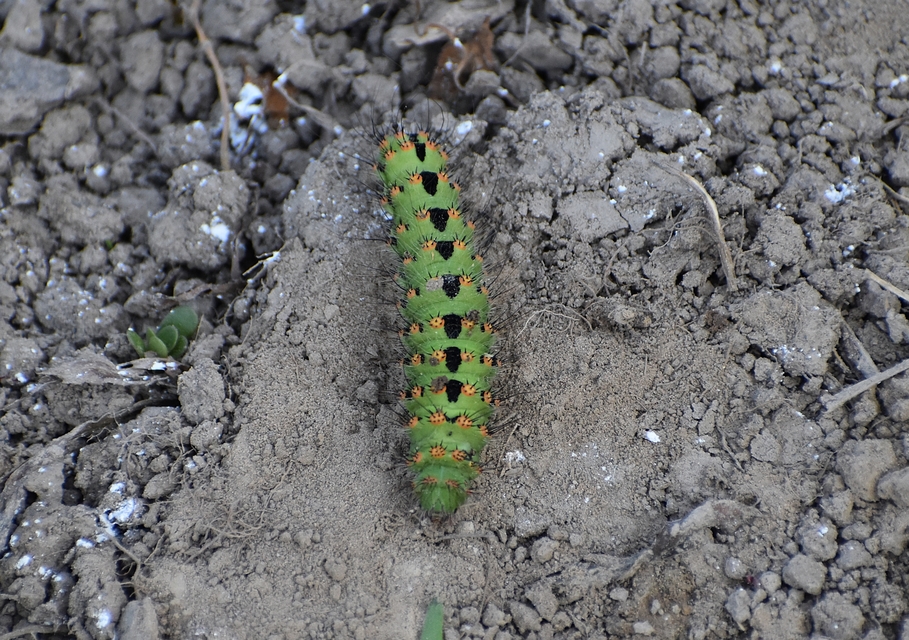 Saturnia pavoniella/pavonia Saturnia pavoniella/pavonia