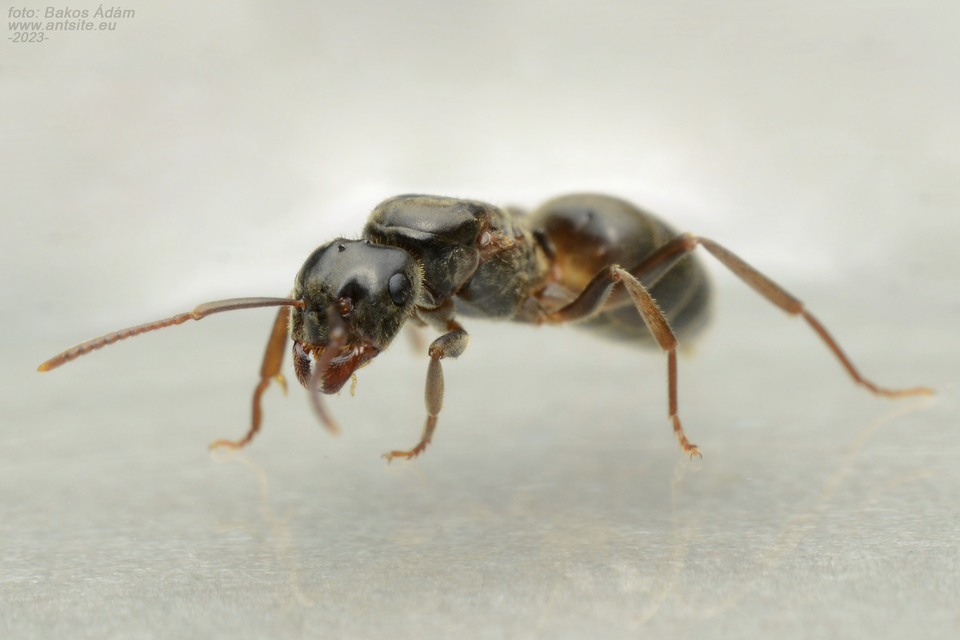 Lasius umbratus - berki borostyánhangya