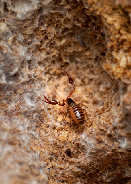 Pseudoscorpionida - Álskorpiók