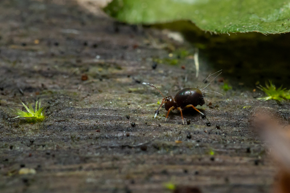 Collembola - Ugróvillások