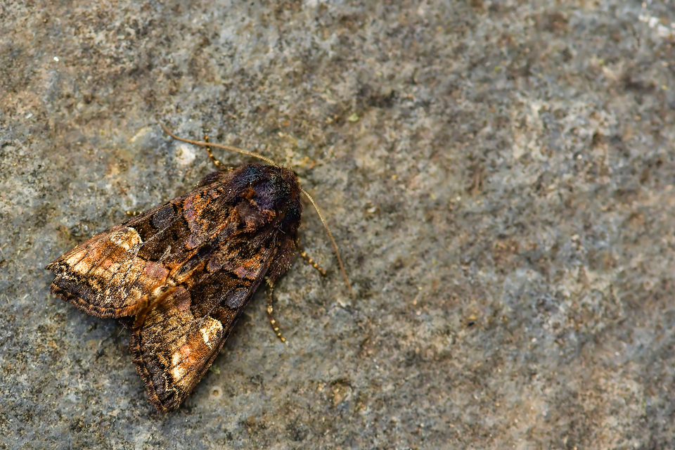 Euplexia lucipara - szeder-csipkésbagoly