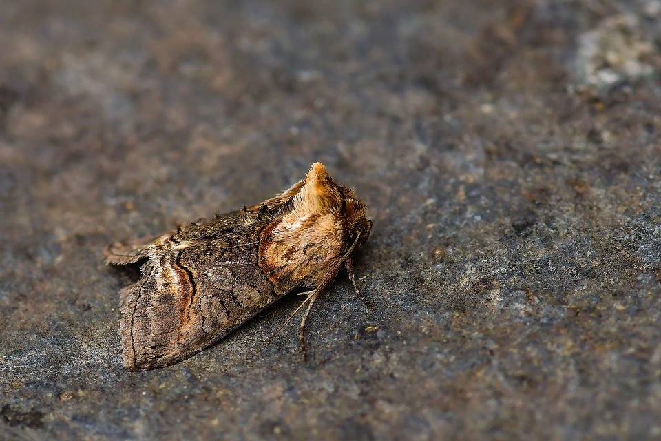Abrostola asclepiadis - barnaövű csalánbagoly
