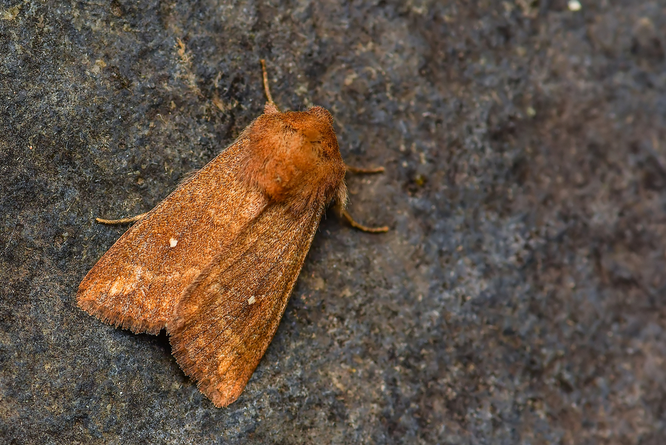 Mythimna albipuncta - fehérpettyes rétibagoly
