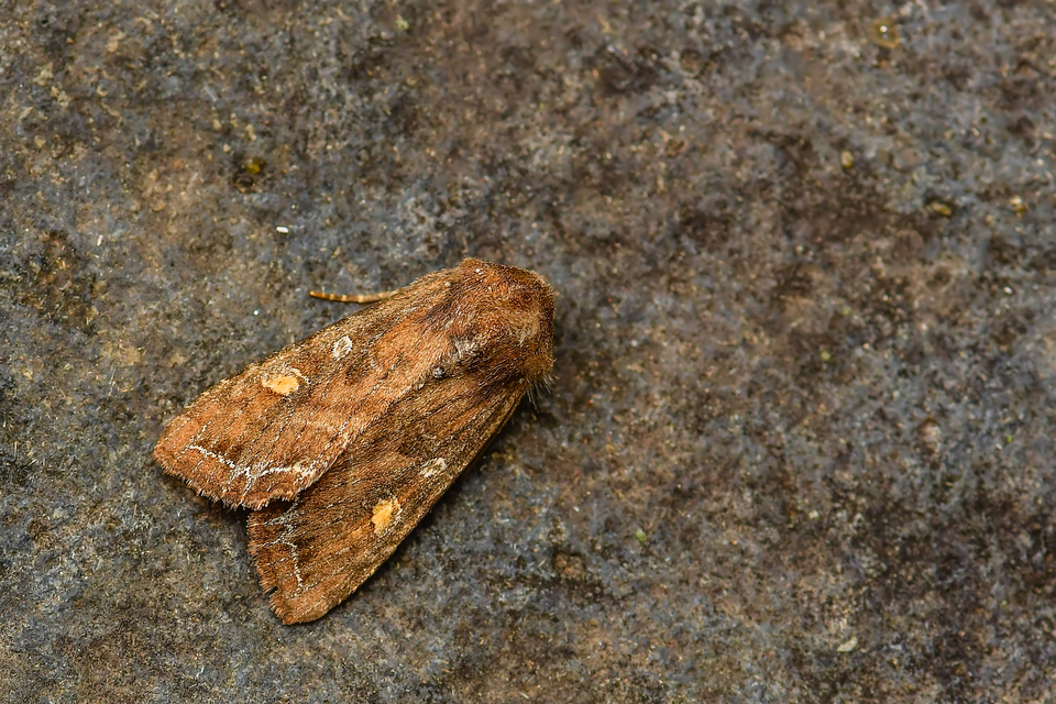 Lacanobia oleracea - saláta-kertibagoly
