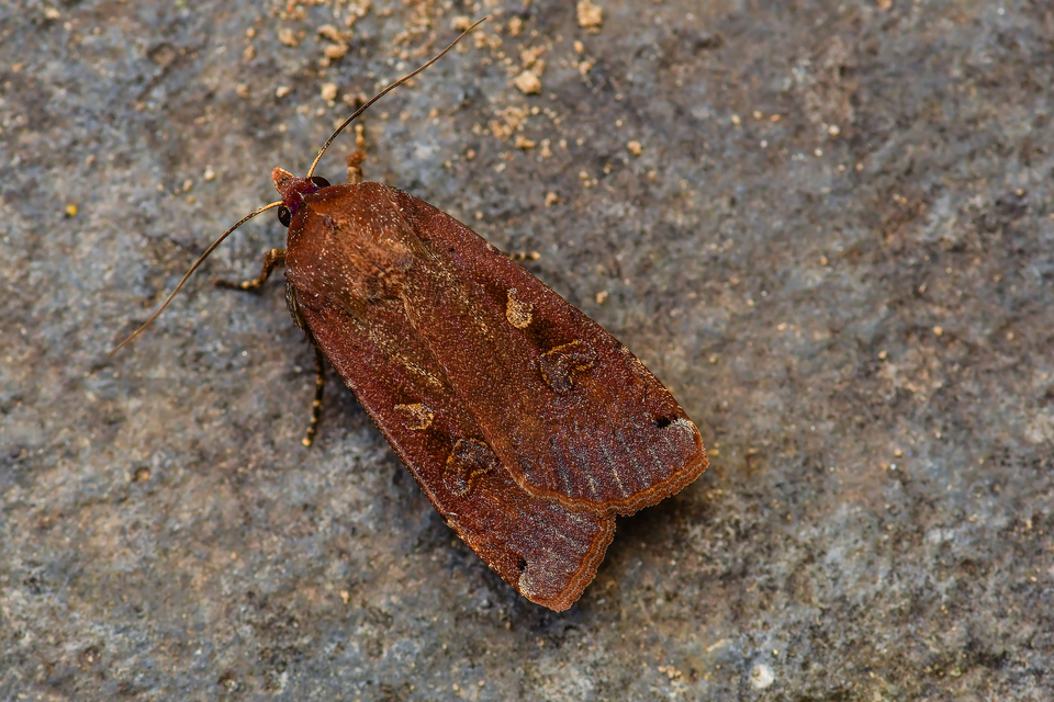 Noctua pronuba - nagy sárgafűbagoly