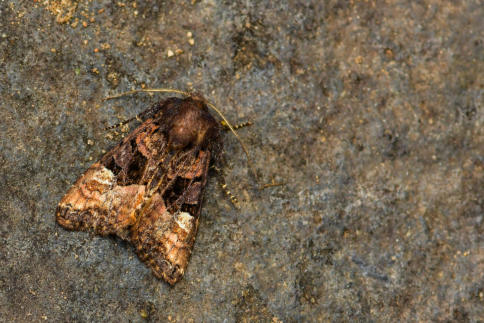 Euplexia lucipara - szeder-csipkésbagoly