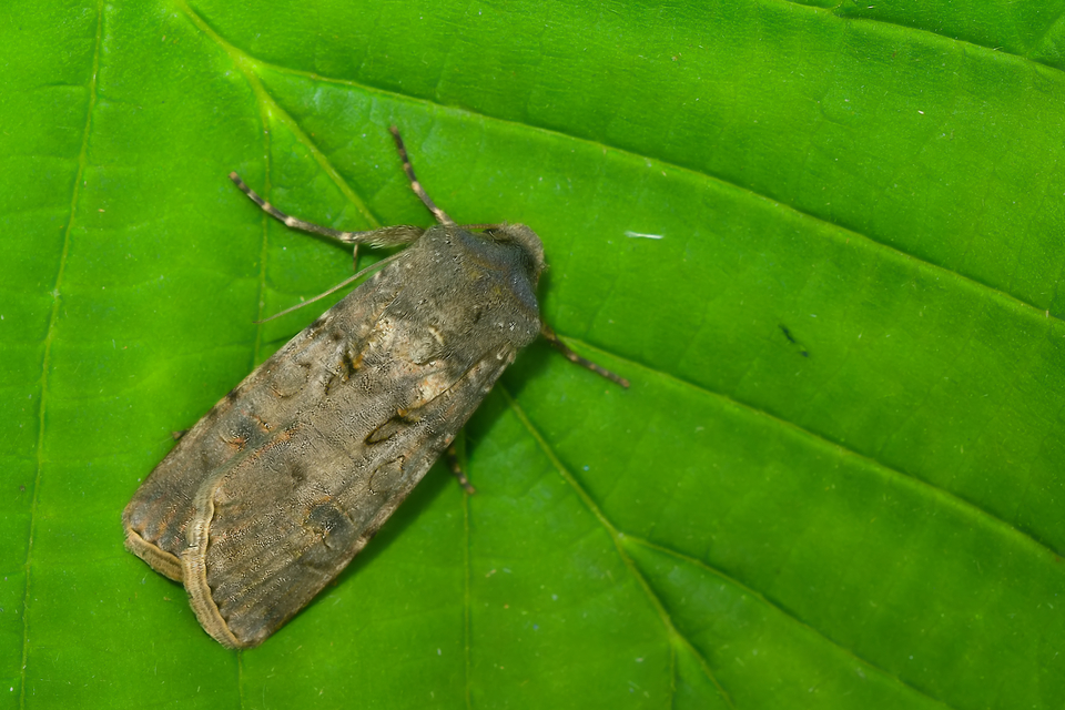 Agrotis exclamationis - felkiáltójeles földibagoly