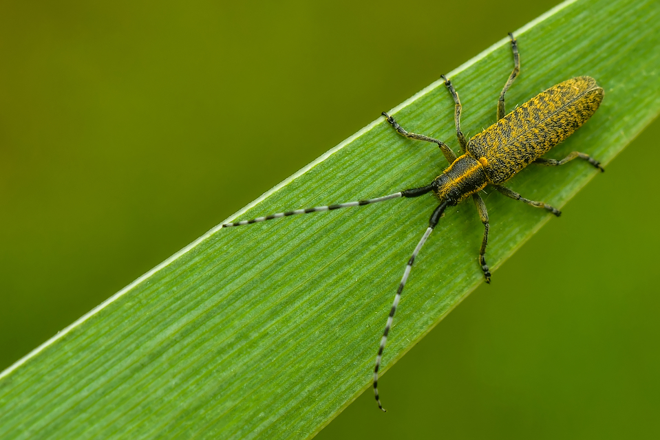 Agapanthia villosoviridescens - fehérgyűrűs bogáncscincér