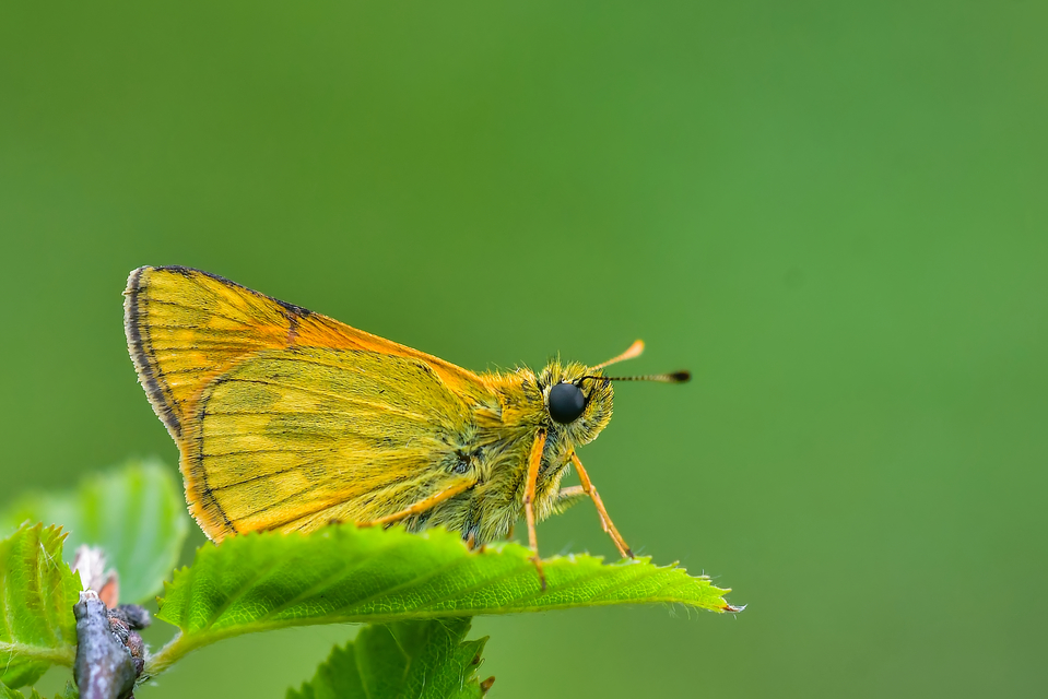 Ochlodes sylvanus - erdei busalepke