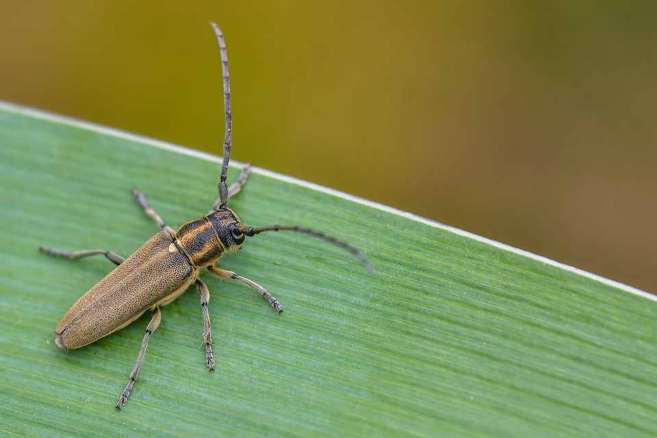 Phytoecia nigricornis - ürömcincér