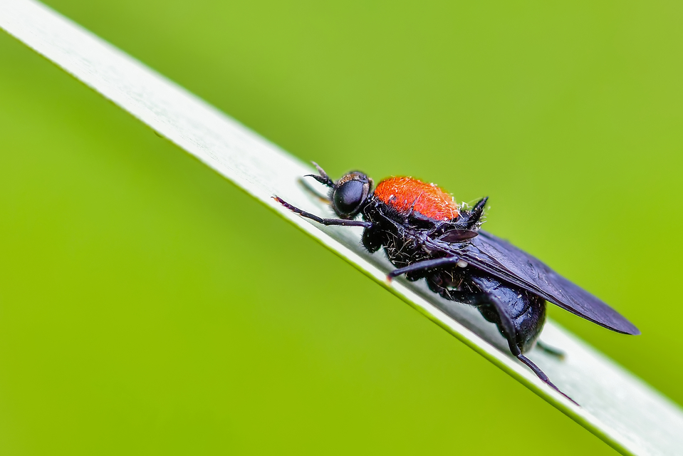 Clitellaria ephippium - tüskéshátú légy