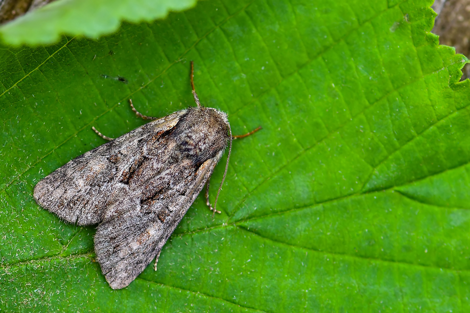 Lacanobia thalassina - borbolya-kertibagoly