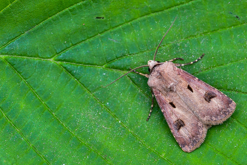 Agrotis exclamationis - felkiáltójeles földibagoly