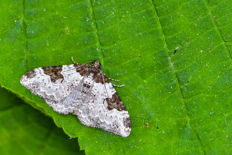 Xanthorhoe fluctuata - közönséges tarkaaraszoló