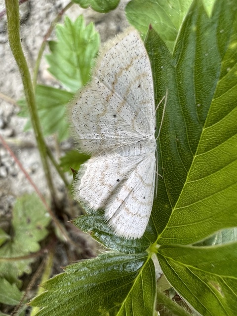 Scopula immutata - réti fehéraraszoló
